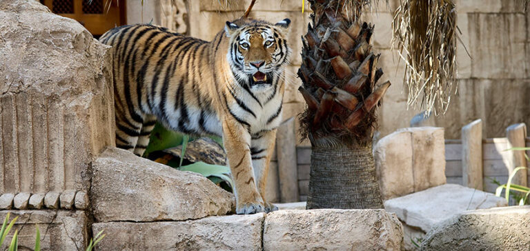 ©zoo De La Palmyre